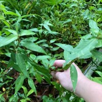 Coriander Vietnamese Leaf Laksa Daun Kesum (Sold Per KG) [KLANG VALLEY ONLY]
