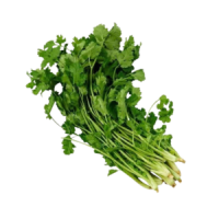 Leaf Coriander Daun Ketumbar (Sold Per KG) [KLANG VALLEY ONLY]
