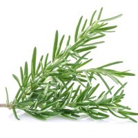 Rosemary Fresh [100g pkt] [KLANG VALLEY ONLY]